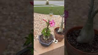 Wanna take a stroll through my desert rose seedling garden?  #desertrose #garden #adenium #bonsai
