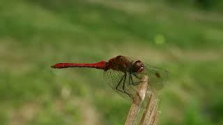 Sympetrum sanguineum (Ruddy Darter) Male