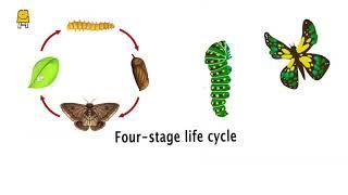 Life Cycle of Insects