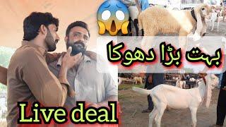 2 Live Deal| Dhoka| Shahpur Kanjra Lahore  Mandi| Bakra Mandi Sargodah| Kajla Show| Kajla Bacha2025|