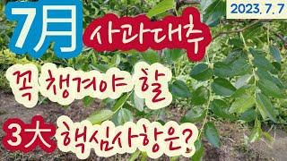 7월, 사과대추 - 꼭 챙겨야 할 3가지 중요사항 #도장지 제거 #추비, 칼슘 시비 #개화기 병충해방제