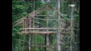 Celebrations (27): Tree-owellers of New Guinea (eng/ser)