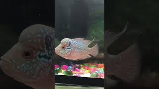 FLOWERHORN FISH MARG VIDEO #veral  #fish #5k view #tranding #no1