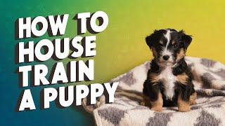 Master House Training Your Puppy: A Step-By-Step Guide