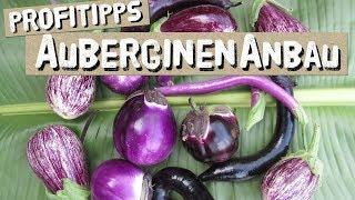 Auberginen anbauen - Tipps vom Profi