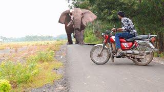 Elephant Attack On Village Boy In Indian Road