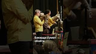 Самым красивым котом в мире был признан Бакарди из Польши