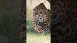 umar bin khattab ll umar bin khattab attitude status #youtubeshorts #viral