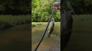 Love how aggressive these creek bass are! #bassfishing #creekfishing #bfsfishing #adventure #fish