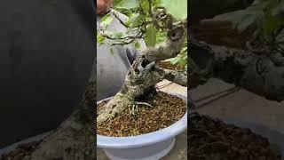 Wild Apple tree turned into bonsai