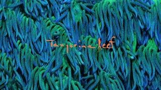 Tangerine Reef - The Audiovisual Album by Animal Collective & Coral Morphologic (Official Film)