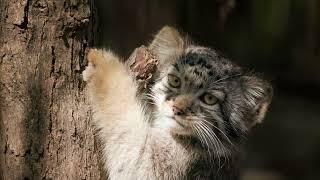 Eve the Pallas's cat and her fluffy gang of kittens!