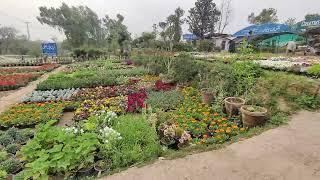 Green valley nursery Islamabad spring season flowers