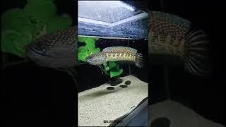 devil fish Chana Very strong must  see. #chana #fish #strong #sea