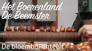 Het Boerenland de Beemster | De Bloembollenteelt