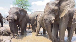 The Elephants Enjoy Mud Baths Again! And Owen Spots a Very Pink Khanyisa 🩷