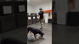 Why You Need to Mess With an Eating Dog #rottweiler #rottweilerpuppy #rottweilerworld #rottweilerdog