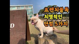 프렌치불독 1년 키워본 견주가 말하는 치명적 단점 5가지-french Bulldog