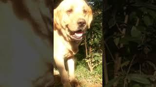 Labrador barking