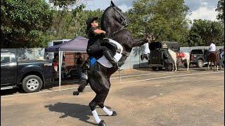 400 Cavaleiros  No Desfile de Cavaleiros De Santa Rita de Caldas Minas Gerais 