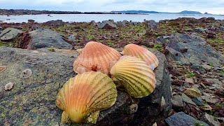 WILD SCALLOPS - Catch Clean Cook ! Giant Sea Slug !