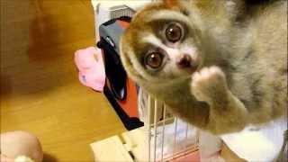 Slow Loris Eating Bread