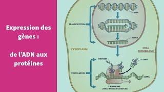 L'expression du patrimoine génétique (transcription et traduction) - Première Spécialité SVT