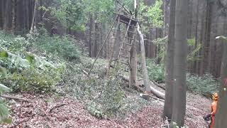 Work in forest. Beech tree felling