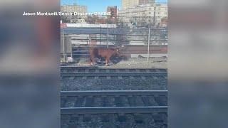 CAUGHT ON CAMERA: Bull on the loose spotted on train tracks at Newark Penn Station