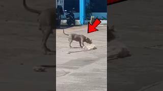 Dog's IQ 9999+