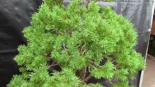 57 Year Old Dwarf Alberta Spruce Specimen Bonsai Tree