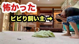 筋トレしても猫には勝てない現実を思い知った