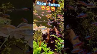 Nion tetra fish #fish #pets #aquarium #shorts