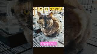 #3月1日 #サビ猫の日 #さびねこ #サビ猫 #うめちゃん #梅乃 #ねこ寺 #ねこ道場  #ねこ寺ねこ道場 #沢山の癒しと #ちょっとのイライラと #めいっぱいの幸せをくれる猫