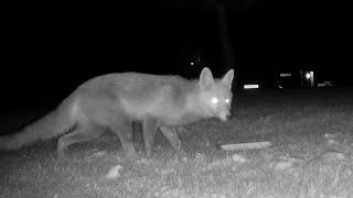 Foxes at night Casa Sarasa, Berdun Spain