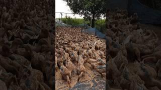 Duck feed farming #duck #farming #shortvideo #ytshorts #shorts #viralvideo