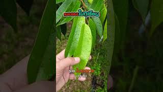 ระยะของใบทุเรียน มือใหม่ควรรู้ #ฅนเกษตร #ปลูกทุเรียน #ระยะใบทุเรียน