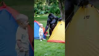 Gorillas and babies set up tents together#gorilla #baby#shorts#cute#funny#love#animals