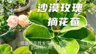 秋冬给沙漠玫瑰摘掉花苞，积累养分长“身体”，明年开花更美观