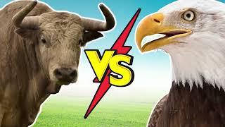  EAGLE VS BULL  |  Animal Battle Arena | Which Animal More Powerful - Animal Battle Arena