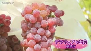 ぶどう「デラウェア」の出荷　最盛期　岐阜市