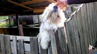 Breeds of dogs-Romanian shepherd Mioritic -Ciobănesc românesc mioritic may 2014