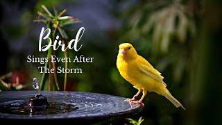 Bird Sings Even After The Storm | Bird Chirping | Audishack  #singingbird  #soundofthebirdchirping