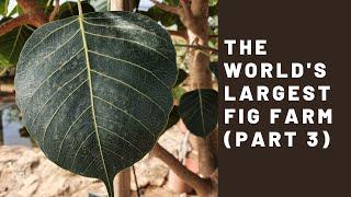 The World's Largest Fig Farm - Son Mut Mou (Part 3)