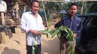 GOOD NEWS  DOSE HOW ARE PLANING FOR VANILLA PLANTION, YOU CAN ORDER CUTTING  VANILLA PLANT OR VINE