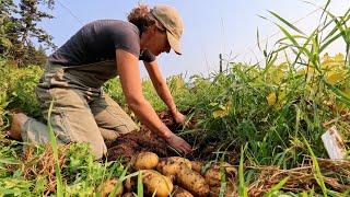 Giant Harvest and Canning Day | Potatoes, Melons and Chili Base