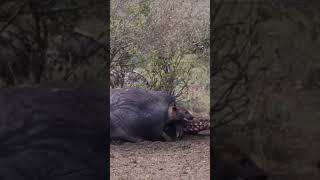 Living his best life. A sneaky hyena crawl out of a dead hippo carcass