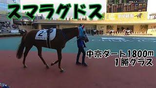 【グリーンファーム】スマラグドス1勝クラス【パドック全周⁺α】