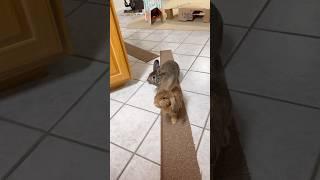 Bunny Trail for House Rabbits!  #shorts