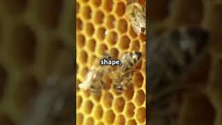 How Bees Build Their Amazing Nests! #shorts #bees #nature #entertainment